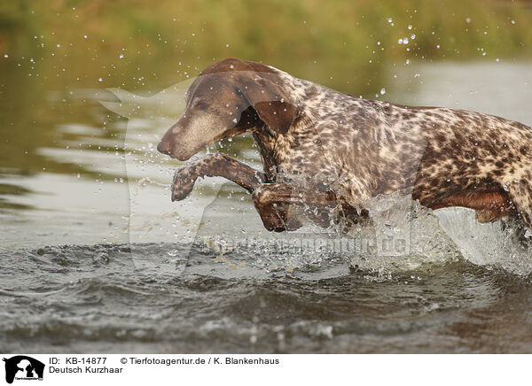 Deutsch Kurzhaar / German Shorthaired Pointer / KB-14877