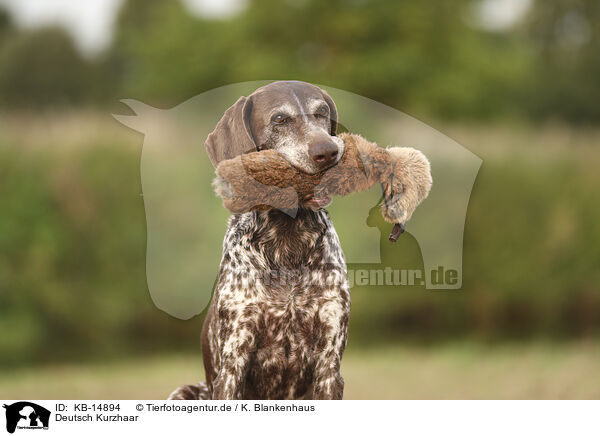 Deutsch Kurzhaar / German Shorthaired Pointer / KB-14894
