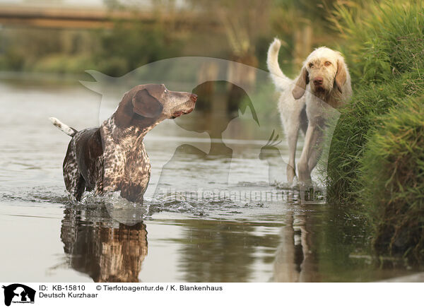Deutsch Kurzhaar / German Shorthaired Pointer / KB-15810
