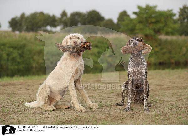 Deutsch Kurzhaar / German Shorthaired Pointer / KB-15817