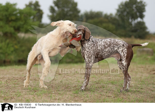 Deutsch Kurzhaar / German Shorthaired Pointer / KB-15830