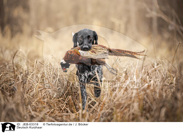 Deutsch Kurzhaar / German Shorthaired Pointer / JEB-03318