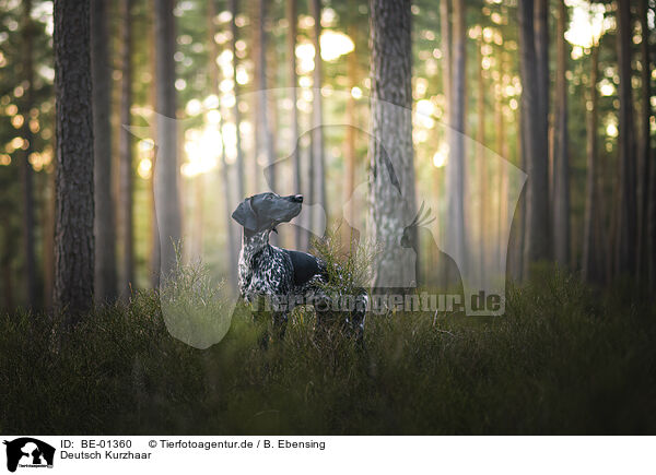 Deutsch Kurzhaar / German Shorthaired Pointer / BE-01360
