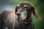 Deutsch Kurzhaar Portrait