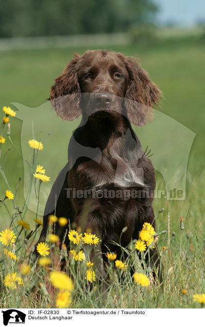 Deutsch Langhaar / German Longhaired Pointer / IF-02830