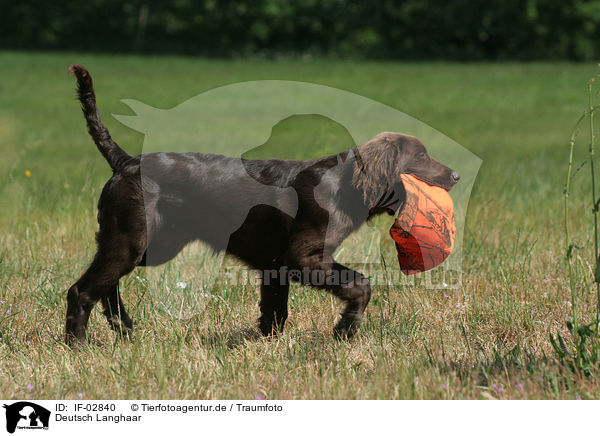 Deutsch Langhaar / German Longhaired Pointer / IF-02840