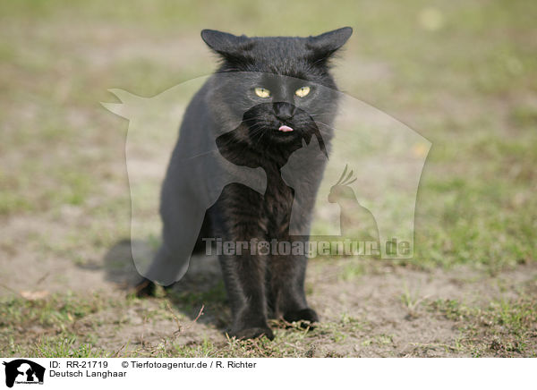 Deutsch Langhaar / German Longhair / RR-21719