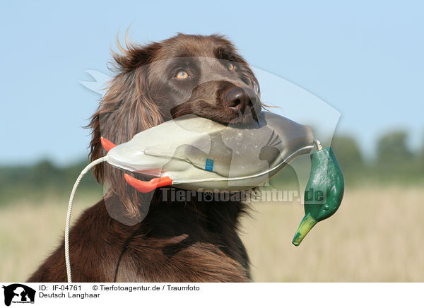 Deutsch Langhaar / German Longhaired Pointer / IF-04761