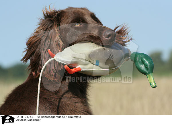 Deutsch Langhaar / German Longhaired Pointer / IF-04762