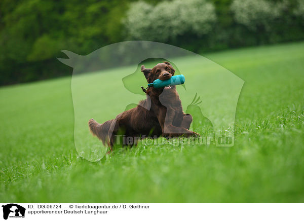 apportierender Deutsch Langhaar / retrieving German longhaired Pointer / DG-06724