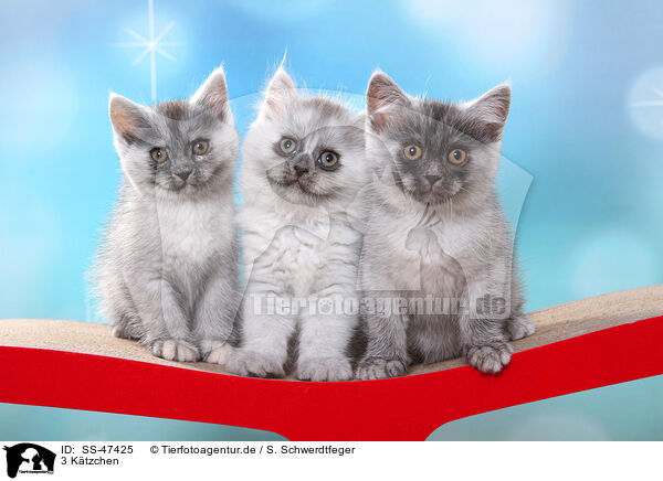 3 Ktzchen / 3 kitten / SS-47425