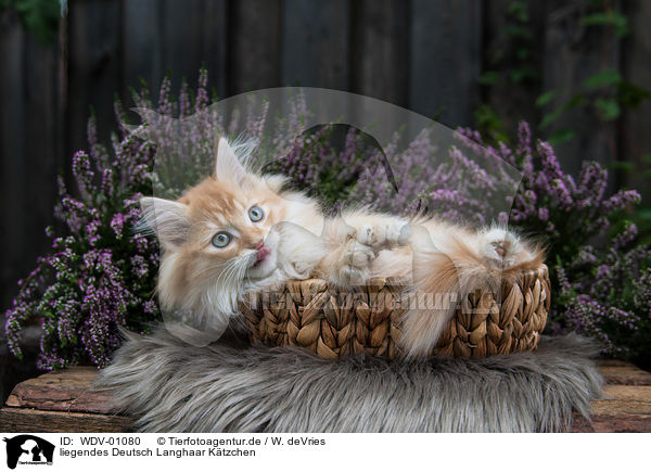 liegendes Deutsch Langhaar Ktzchen / lying German Longhair kitten / WDV-01080