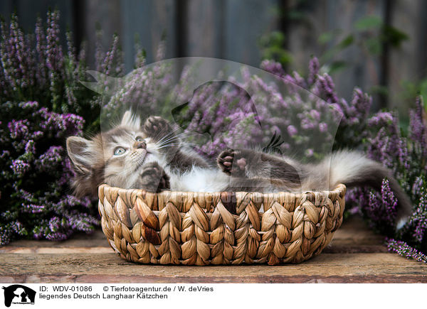 liegendes Deutsch Langhaar Ktzchen / lying German Longhair kitten / WDV-01086