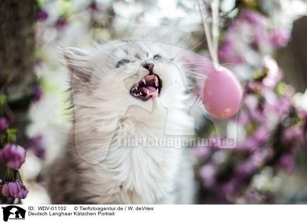 Deutsch Langhaar Ktzchen Portrait / German Longhair kitten portrait / WDV-01102