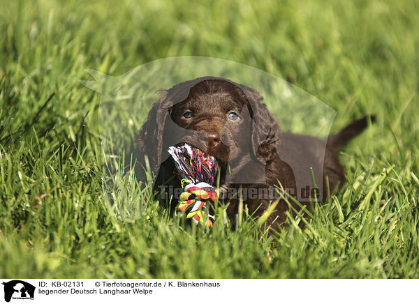 liegender Deutsch Langhaar Welpe / lying German longhaired Pointer Puppy / KB-02131