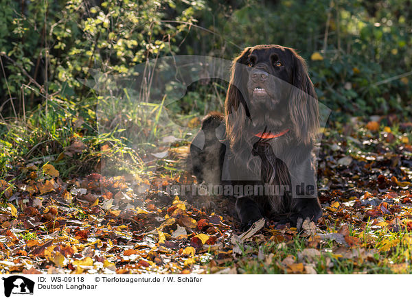 Deutsch Langhaar / German longhaired Pointer / WS-09118