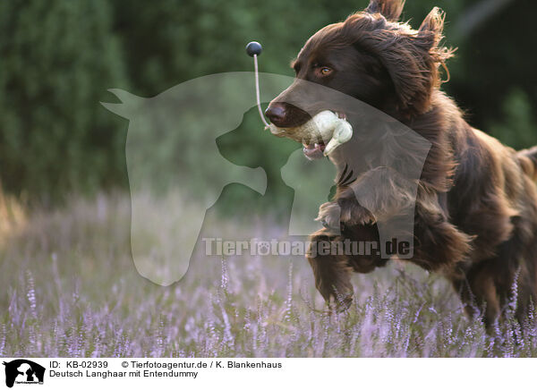 Deutsch Langhaar mit Entendummy / German longhaired Pointer with dummy / KB-02939