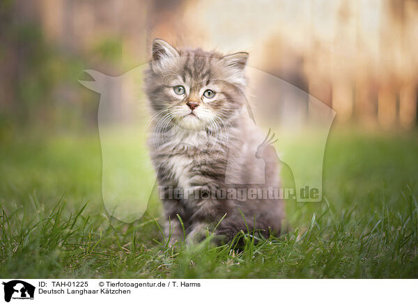 Deutsch Langhaar K�tzchen / TAH-01225