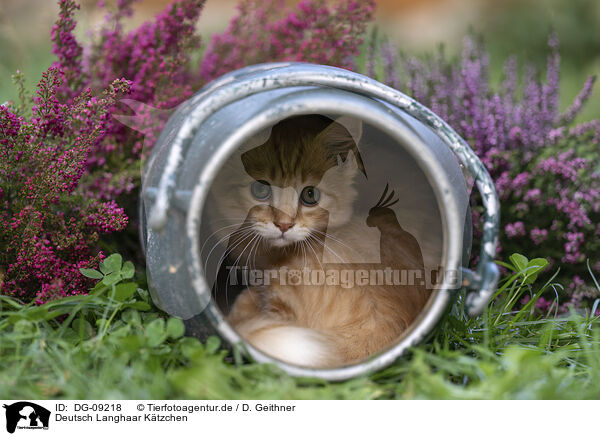 Deutsch Langhaar Ktzchen / German Longhair Kitten / DG-09218
