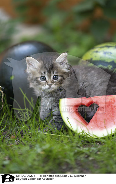 Deutsch Langhaar K�tzchen / German Longhair Kitten / DG-09234