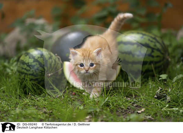 Deutsch Langhaar Ktzchen / German Longhair Kitten / DG-09240