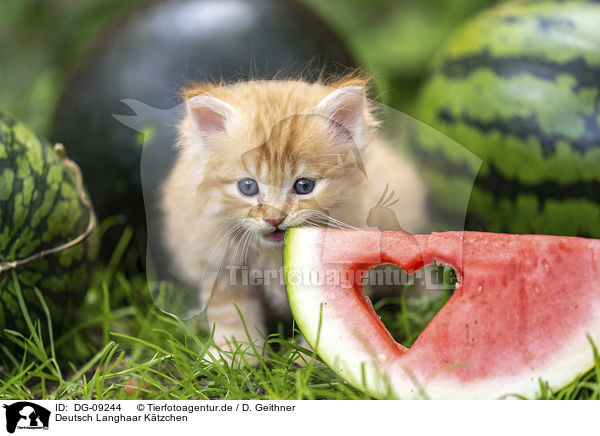 Deutsch Langhaar Ktzchen / German Longhair Kitten / DG-09244
