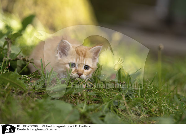 Deutsch Langhaar Ktzchen / German Longhair Kitten / DG-09296