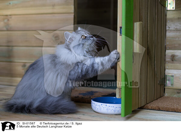 5 Monate alte Deutsch Langhaar Katze / 5 months old German Longhair cat / SI-01587