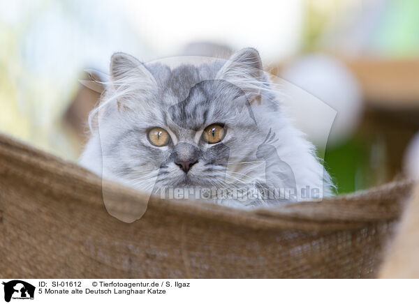 5 Monate alte Deutsch Langhaar Katze / 5 months old German Longhair cat / SI-01612