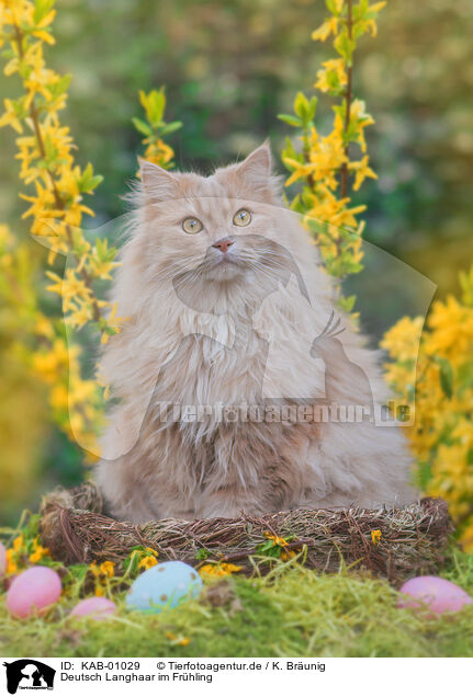Deutsch Langhaar im Frhling / German Longhair in spring / KAB-01029