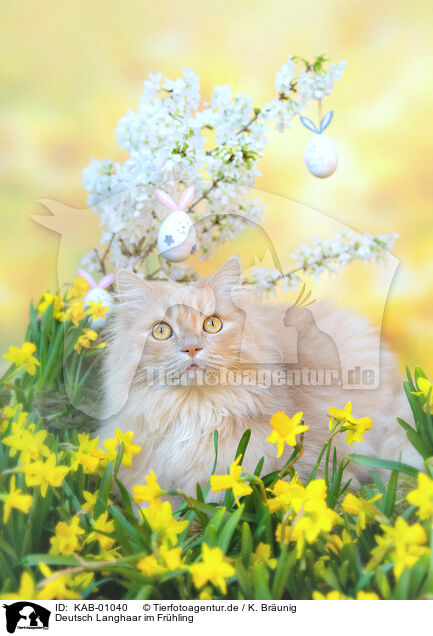 Deutsch Langhaar im Frhling / German Longhair in spring / KAB-01040