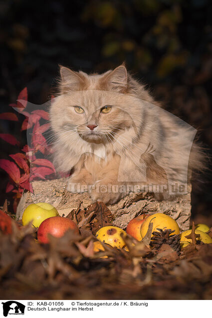 Deutsch Langhaar im Herbst / German Longhair in autumn / KAB-01056