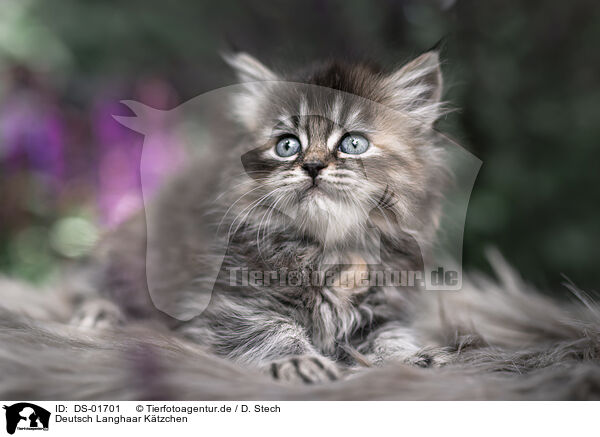 Deutsch Langhaar Ktzchen / German Longhair Kitten / DS-01701