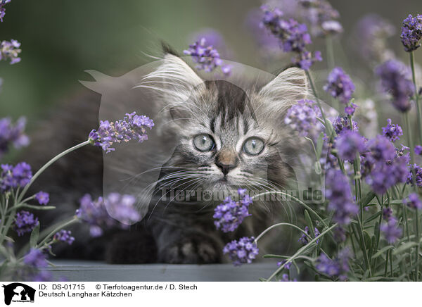 Deutsch Langhaar Ktzchen / German Longhair Kitten / DS-01715