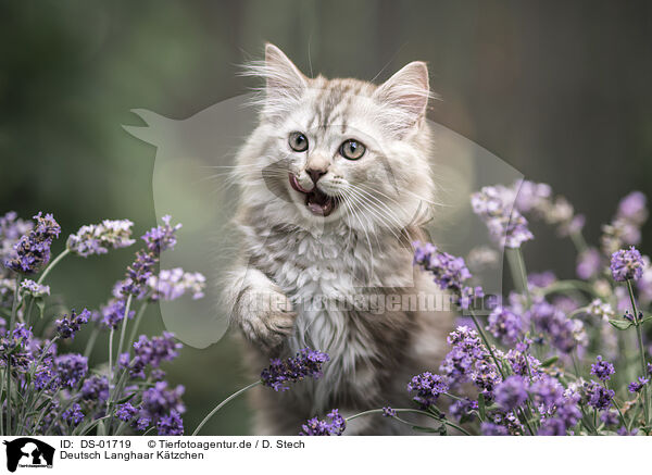 Deutsch Langhaar Ktzchen / German Longhair Kitten / DS-01719