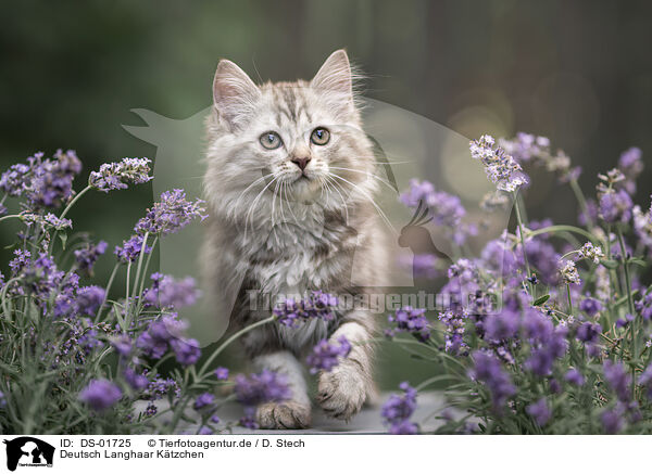 Deutsch Langhaar Ktzchen / German Longhair Kitten / DS-01725