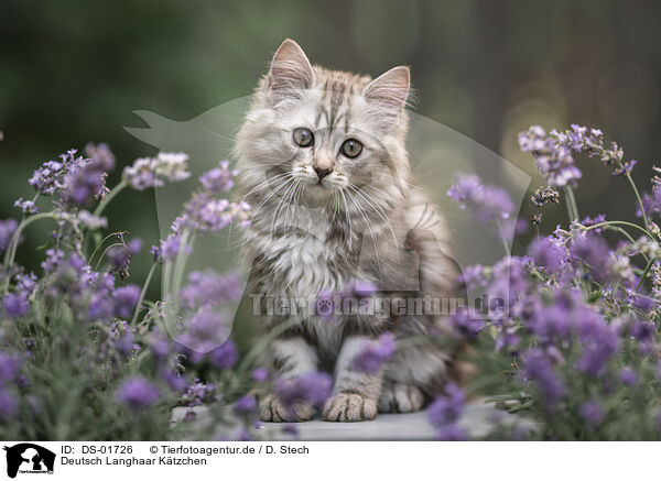Deutsch Langhaar Ktzchen / German Longhair Kitten / DS-01726