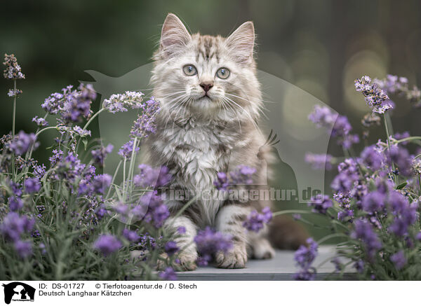 Deutsch Langhaar Ktzchen / German Longhair Kitten / DS-01727
