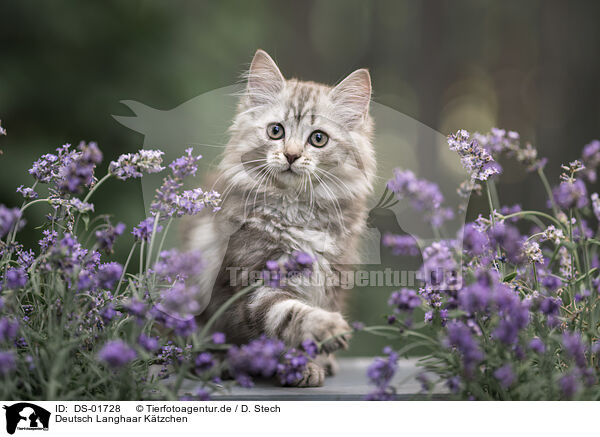 Deutsch Langhaar Ktzchen / German Longhair Kitten / DS-01728