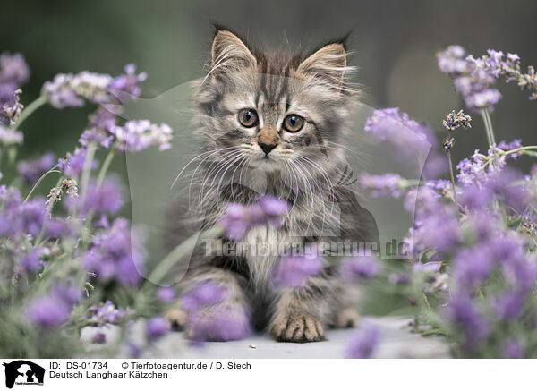 Deutsch Langhaar Ktzchen / German Longhair Kitten / DS-01734