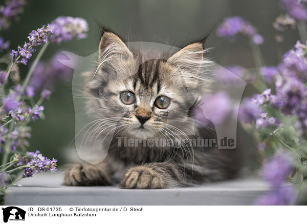 Deutsch Langhaar Ktzchen / German Longhair Kitten / DS-01735