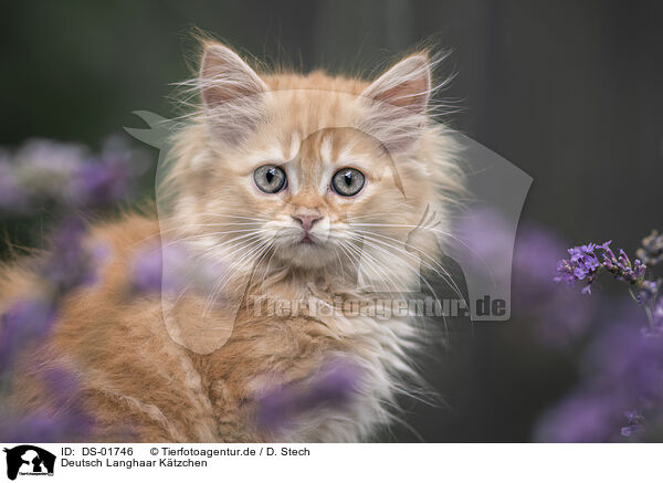 Deutsch Langhaar Ktzchen / German Longhair Kitten / DS-01746