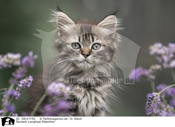 Deutsch Langhaar Ktzchen / German Longhair Kitten / DS-01750