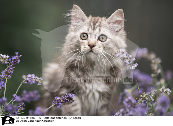 Deutsch Langhaar Ktzchen / German Longhair Kitten / DS-01756