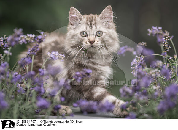 Deutsch Langhaar Ktzchen / German Longhair Kitten / DS-01757