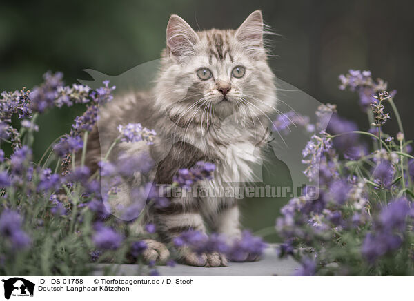 Deutsch Langhaar Ktzchen / German Longhair Kitten / DS-01758