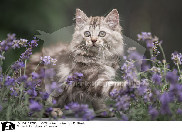 Deutsch Langhaar Ktzchen / German Longhair Kitten / DS-01759