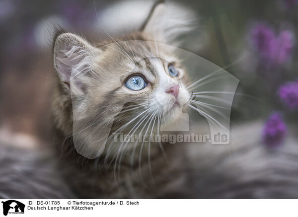 Deutsch Langhaar Ktzchen / German Longhair Kitten / DS-01785