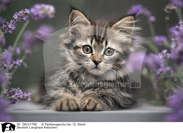 Deutsch Langhaar Ktzchen / German Longhair Kitten / DS-01786