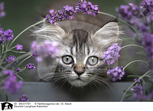 Deutsch Langhaar Ktzchen / German Longhair Kitten / DS-01791